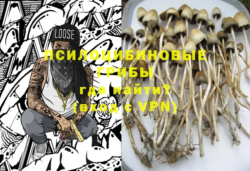 Псилоцибиновые грибы Psilocybe Арск